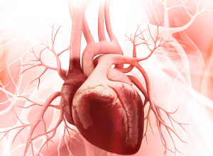 BLS – HeartCode® <br> (28/08/2026)